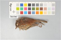 藏品(灰頭花翼畫眉)的圖片